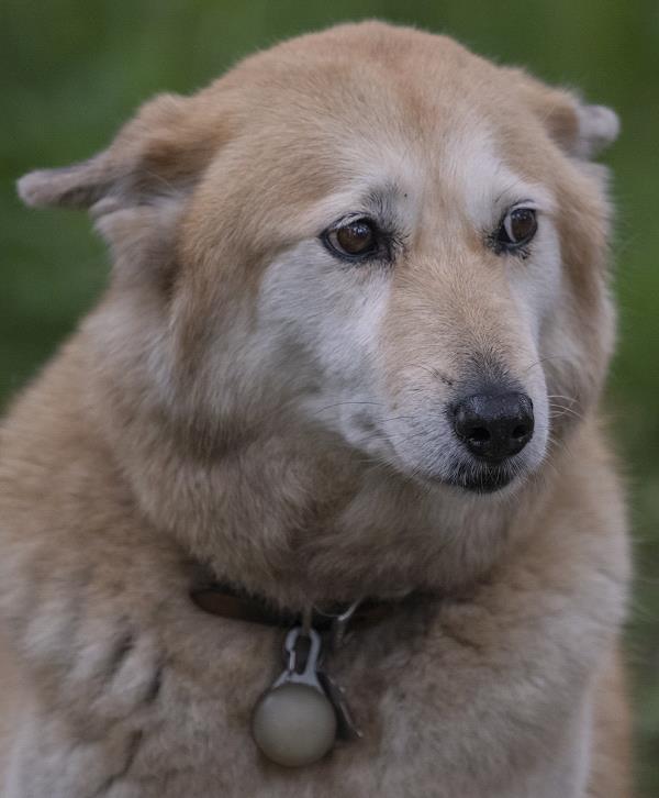 /Images/uploads/Humane Rescue Alliance/HRACalendarPhotoContest/entries/8654thumb.jpg